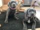 Cane Corso Puppies for sale in Long Branch, NJ 07740, USA. price: NA