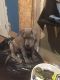Cane Corso Puppies for sale in Waterford Twp, MI, USA. price: NA