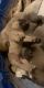 Cane Corso Puppies for sale in Jackson, MI, USA. price: NA