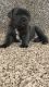 Cane Corso Puppies for sale in Houston, OH 45333, USA. price: NA