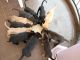 Cane Corso Puppies for sale in Istanbul St, Interlachen, FL 32148, USA. price: $1,000