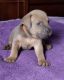 Cane Corso Puppies for sale in Long Branch, NJ 07740, USA. price: NA