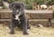 Cane Corso Puppies for sale in Hutchinson, KS, USA. price: $600