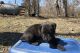 Cane Corso Puppies for sale in Bethesda, MD, USA. price: $500