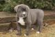 Cane Corso Puppies for sale in Grand Rapids, MI, USA. price: NA