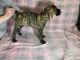 Cane Corso Puppies for sale in Opelika, AL, USA. price: $700