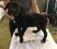 Cane Corso Puppies for sale in Grand Rapids, MI, USA. price: NA