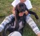 Cane Corso Puppies for sale in Charlotte, NC 28214, USA. price: $1,000