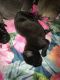 Cane Corso Puppies for sale in Baltimore, MD 21237, USA. price: NA