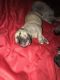 Cane Corso Puppies for sale in Baltimore, MD 21237, USA. price: $1,000