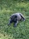 Cane Corso Puppies for sale in Magee, MS, USA. price: $2,000