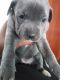 Cane Corso Puppies for sale in Denver, CO, USA. price: $1,000