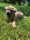 Cane Corso Puppies for sale in York, PA, USA. price: NA