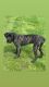 Cane Corso Puppies for sale in Indianapolis, IN, USA. price: $500