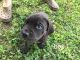Cane Corso Puppies for sale in Lula, GA 30554, USA. price: $800