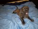 Cane Corso Puppies for sale in Randallstown, MD, USA. price: $575
