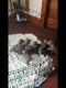 Cane Corso Puppies for sale in DuBois, PA 15801, USA. price: $1,100