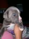 Cane Corso Puppies for sale in Harvey, LA, USA. price: NA
