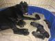 Cane Corso Puppies for sale in Justin, TX 76247, USA. price: NA