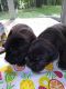 Cane Corso Puppies for sale in Ravenna, OH 44266, USA. price: $700