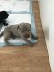 Cane Corso Puppies for sale in North Hills, CA 91343, USA. price: NA