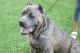 Cane Corso Puppies for sale in Jackson, MS, USA. price: $1,000