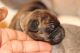 Cane Corso Puppies for sale in Jackson, MS, USA. price: $1,400