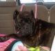Cane Corso Puppies for sale in Girard, OH, USA. price: NA
