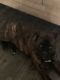 Cane Corso Puppies for sale in Waggaman, LA 70094, USA. price: NA