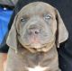 Cane Corso Puppies for sale in Lumber City, GA 31549, USA. price: NA