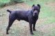 Cane Corso Puppies for sale in 725 Cemetery Rd, Cowpens, SC 29330, USA. price: $2,500