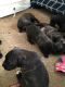 Cane Corso Puppies for sale in Lilburn, GA 30047, USA. price: $1,500