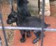 Cane Corso Puppies for sale in Palmetto, GA, USA. price: NA