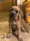 Cane Corso Puppies for sale in Sunnyside, WA, USA. price: NA