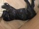Cane Corso Puppies for sale in Monterey Park, CA, USA. price: NA