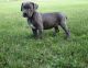 Cane Corso Puppies for sale in Spencerville, IN 46788, USA. price: NA