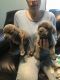 Cane Corso Puppies for sale in Menges Mills, PA 17362, USA. price: NA