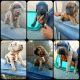 Cane Corso Puppies for sale in Mentone, CA 92359, USA. price: $850
