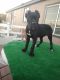 Cane Corso Puppies for sale in Phelan, CA 92371, USA. price: NA