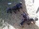 Cane Corso Puppies for sale in Fairy Stone Park Rd, Blue Ridge, VA 24088, USA. price: NA