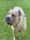 Cane Corso Puppies for sale in Annapolis, MD, USA. price: NA