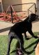 Cane Corso Puppies for sale in Turlock, CA, USA. price: $2,000