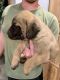 Cane Corso Puppies for sale in Bois D'Arc, MO 65612, USA. price: NA