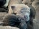 Cane Corso Puppies for sale in Denver, CO, USA. price: $3,000