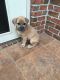 Cane Corso Puppies for sale in Greenville, NC, USA. price: NA