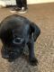 Cane Corso Puppies for sale in Lafayette, IN, USA. price: NA