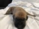 Cane Corso Puppies for sale in Mariposa, CA 95338, USA. price: NA