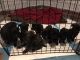 Cane Corso Puppies for sale in Detroit, MI 48205, USA. price: $500