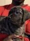 Cane Corso Puppies for sale in Ypsilanti, MI 48198, USA. price: NA