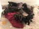 Cane Corso Puppies for sale in 4588 Malta St, Denver, CO 80249, USA. price: NA